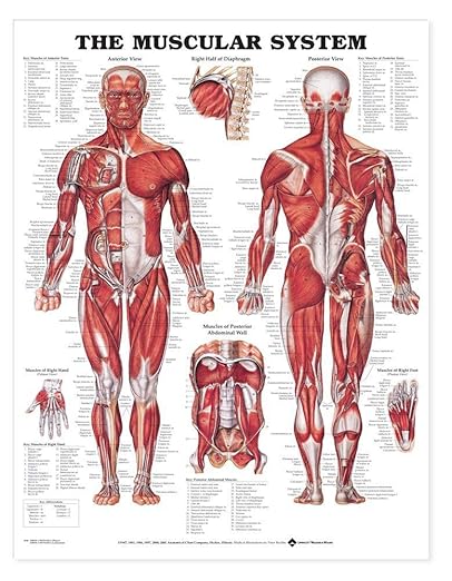 The Muscular System Giant Chart