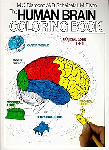 The human brain coloring book