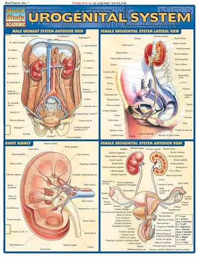 Urogenital System (Quickstudy: Academic)