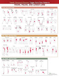 Travell, Simons & Simons’ Trigger Point Pain Patterns Wall Chart: Trunk, Pelvis, and Lower Limb